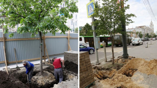 На проспекте Революции в Воронеже начали выкапывать деревья