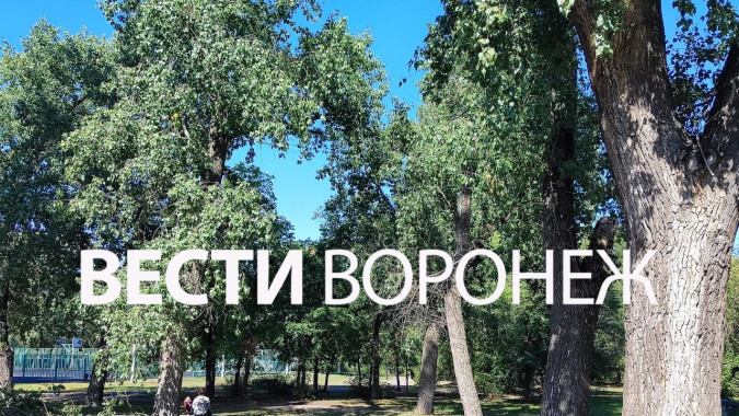 Два человека пострадали из-за упавшей ветки в воронежском парке