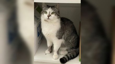 В Воронеже нашли сбежавшего при пожаре в «Мяуруме» кота