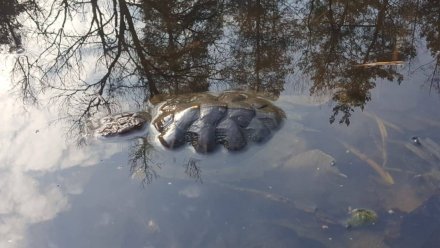 Власти начали проверку массовой гибели черепах на уникальном воронежском озере