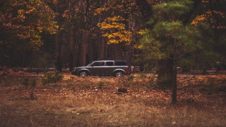 Обезглавленный труп нашли в автомобиле в Воронежской области