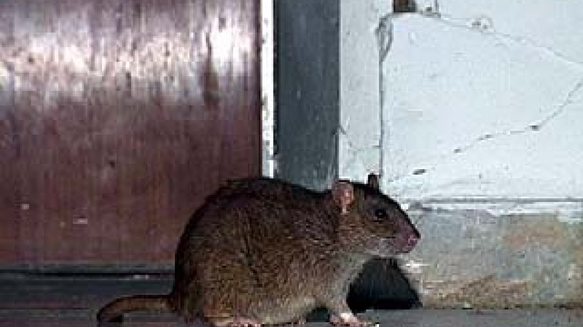 Нападение крыс