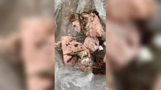 Жители Лисок забили тревогу из-за догхантеров