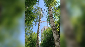 В воронежском парке «Алые паруса» вырубят берёзу и сосны