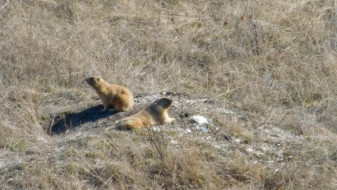 В воронежском Дивногорье проснулись байбаки