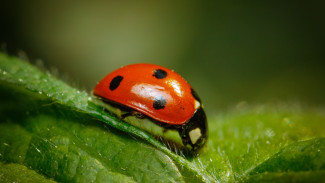 Полчища божьих коровок и клопов заполонили дома воронежцев
