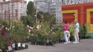 Воронежцам рассказали, где купить саженцы для хорошего урожая