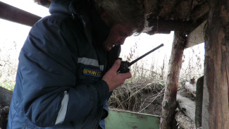 Грибники нашли в лесу под Воронежем 14 немецких миномётных мин