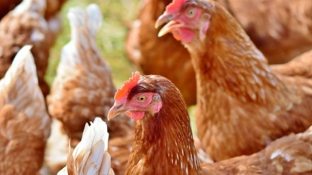 Ветеринары опровергли гибель 1,2 млн кур от птичьего гриппа на воронежской фабрике