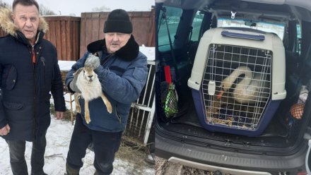 В Воронеж передали спасённых из курского мини-зоопарка животных