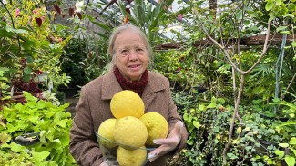 В воронежском ботсаду собрали урожай гигантских лимонов