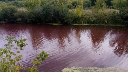 Экологи опровергли массовую гибель рыбы в кроваво-красном пруду в Воронежской области
