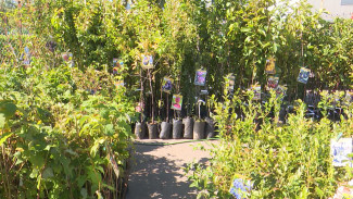 Воронежских дачников пригласили за сладкой голубикой «Патриот»