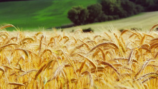 Воронежские предприятия «Продимекса» начали подготовку к севу озимой пшеницы