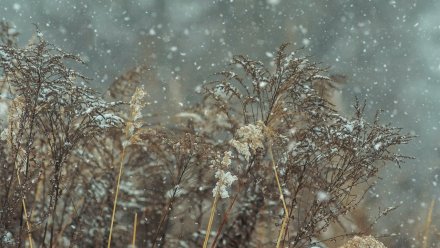 Воронежцы поделились кадрами первого снега в городе и области