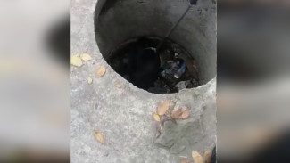 Экологи вытащили бобра из бетонного колодца у воронежского водохранилища
