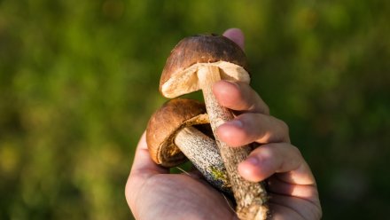 Пять человек отравились грибами в Воронежской области