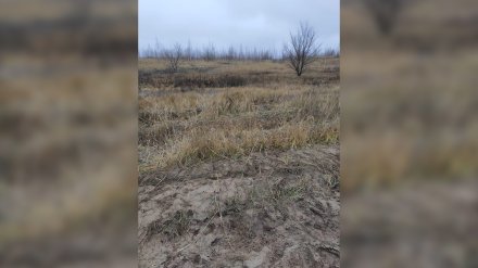 Пропавшего в воронежском микрорайоне таксиста нашли зарезанным в лесополосе