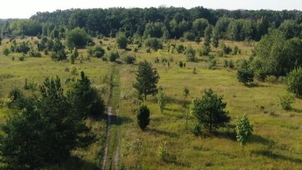 В Воронежской области начали высаживать лес