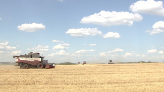 Воронежские аграрии поделились видами на урожай