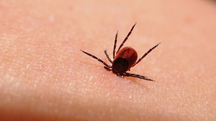 Болезнью Лайма после укусов клещей в Воронежской области заразились 11 человек