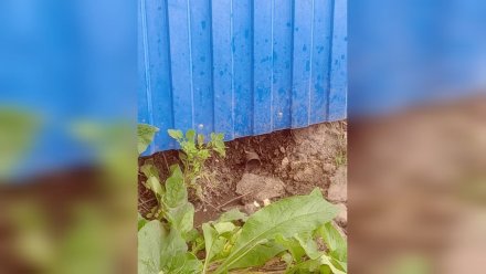 Под Воронежем владельца частного дома заподозрили в сливе стоков в заказник
