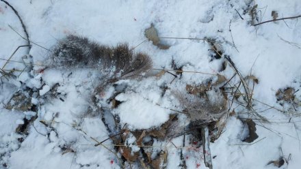 В Воронежской области поймали расчленившего косулю браконьера