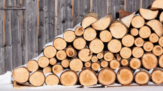 Воронежец незаконно спилил клёны на полмиллиона рублей, чтобы сэкономить на дровах