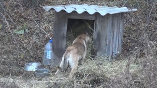 Для одинокого бутурлиновского Хатико установили будку