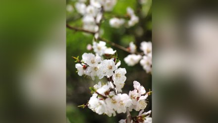 Для прогулок и фотосессий. Подборка самых «цветущих» мест Воронежа