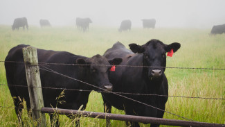 Владелец фермы рассказал о внезапной смерти коров от сибирской язвы в воронежском селе