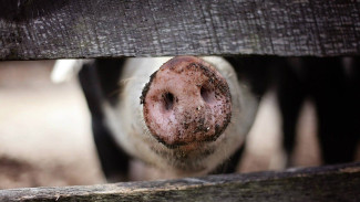 В районе Воронежской области объявили карантин по африканской чуме свиней