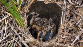 Учёный назвал причину нашествия тарантулов в Воронежской области