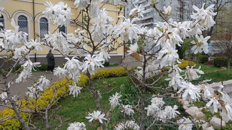 В Воронеже зацвели белоснежные магнолии