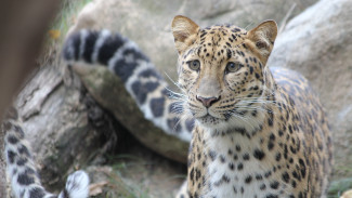 Число участников кампании по сохранению дальневосточного леопарда растёт
