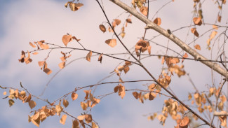Воронежские синоптики спрогнозировали заморозки до -2 в последние сентябрьские выходные