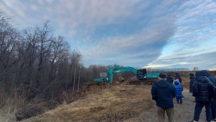 Воронежцы забили тревогу из-за вырубки деревьев ради новой дороги Шишкова – Тимирязева