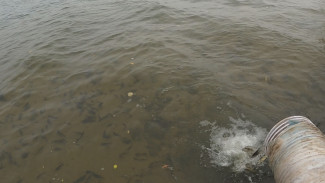 В Воронежское водохранилище выпустили тысячи «дельфинчиков»