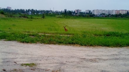 В Воронеже вблизи жилых домов заметили косулю