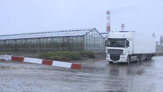 Сотрудники Воронежского тепличного комбината раскрыли причину закрытия предприятия