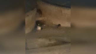 Воронежцы сняли на видео стаю крыс на улице Шишкова