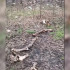 Останки животных обнаружили в воронежском ЖК «Озерки»