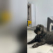 В Воронеже нашли пропавшего после ДТП пуделя