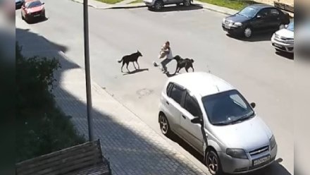 В воронежском Шилово бездомные псы накинулись на ребёнка