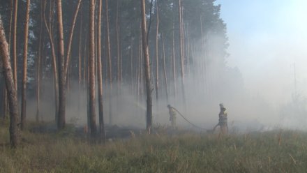 В районах Воронежской области установился III класс пожарной опасности из-за тёплой погоды