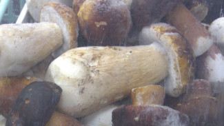 Воронежцам предложили купить грибы из Архангельска 