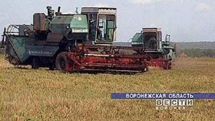 Уборку зерновых в Воронежской области остановили из-за прошедших дождей