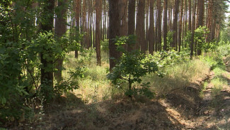 Уровень пожарной опасности упал в Воронежской области до самого низкого