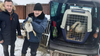 В Воронеж передали спасённых из курского мини-зоопарка животных