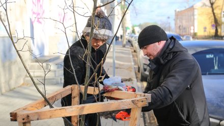 Для воронежских улиц подберут деревья более стойких к влиянию города пород